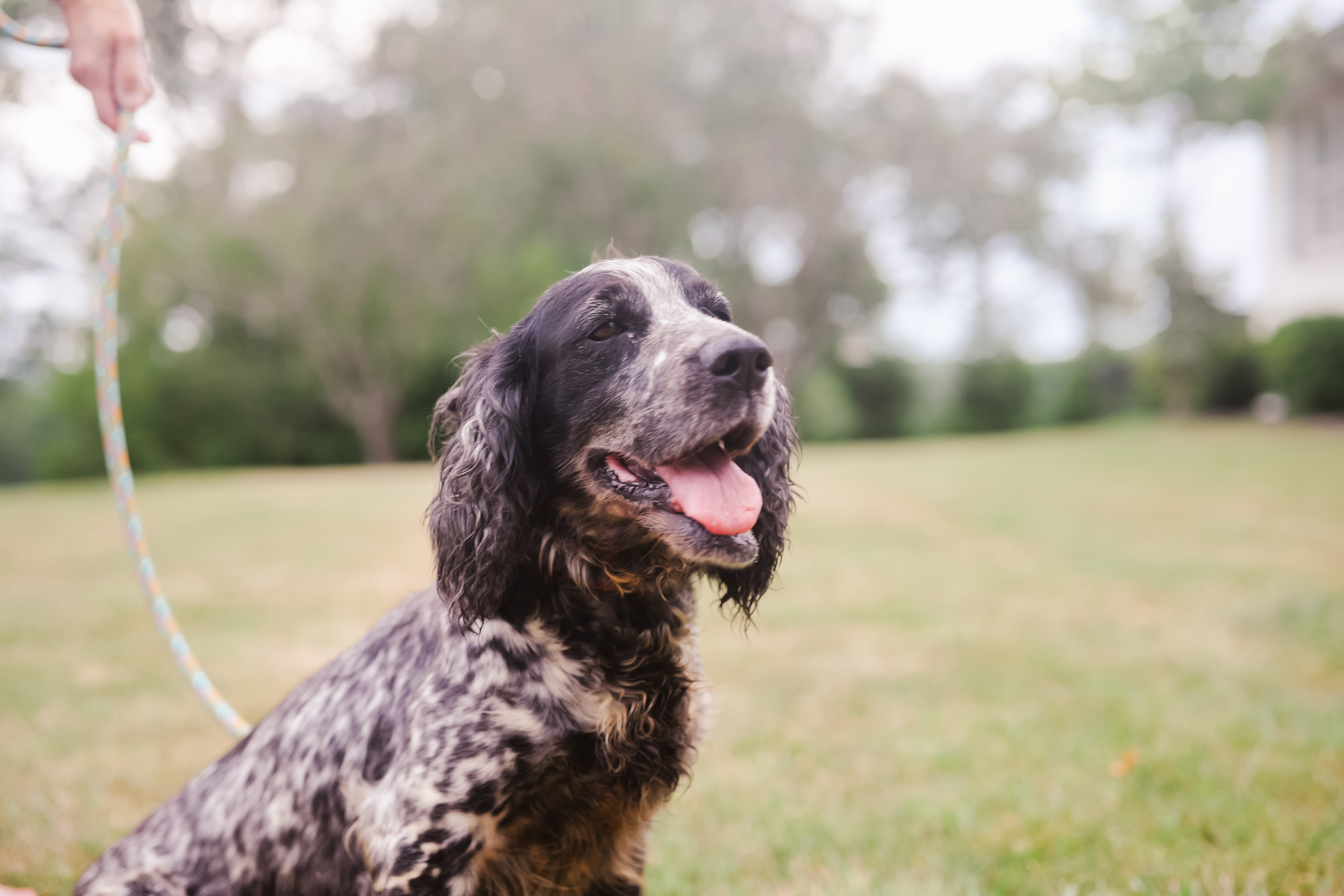 Enlarge Louise, a Adoptable English Springer Spaniel in Gradyville, KY image 4/4