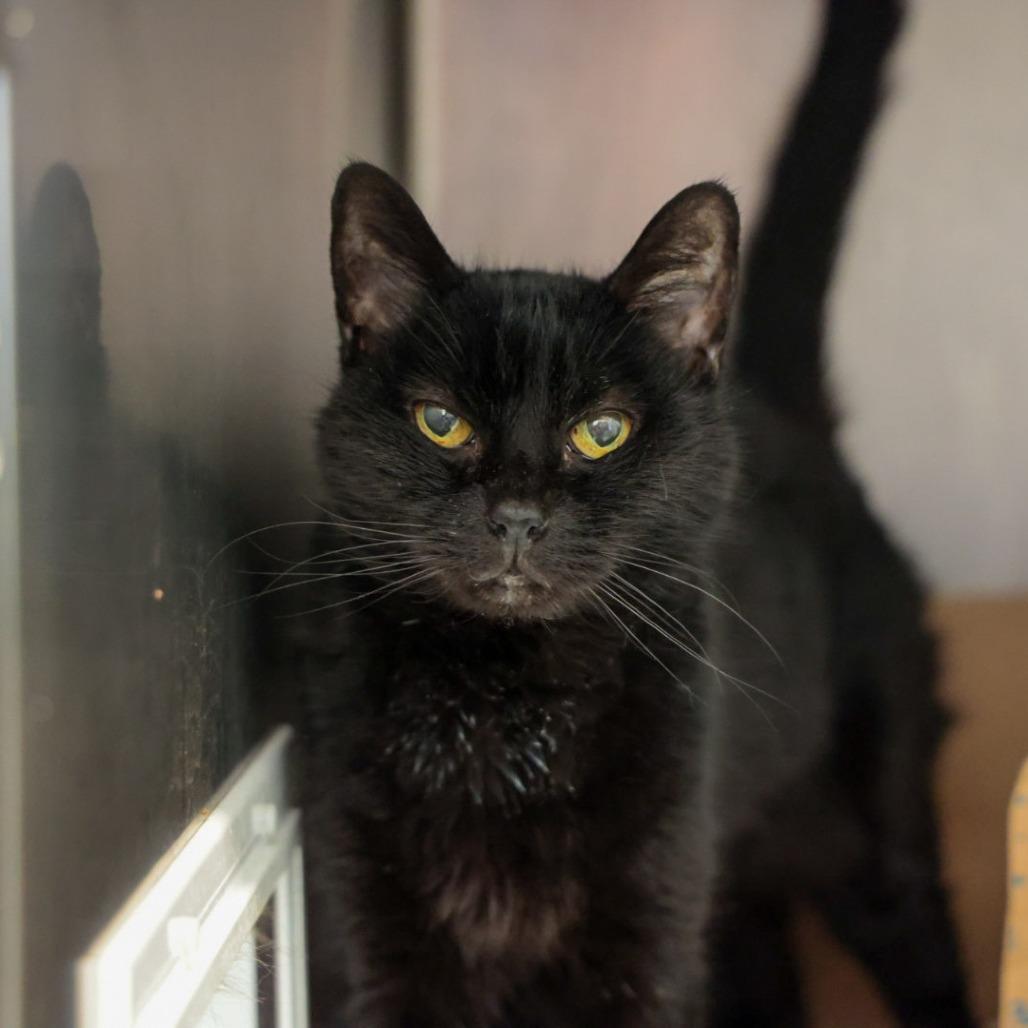 Billie, Adoptable, Senior Female Domestic Short Hair.