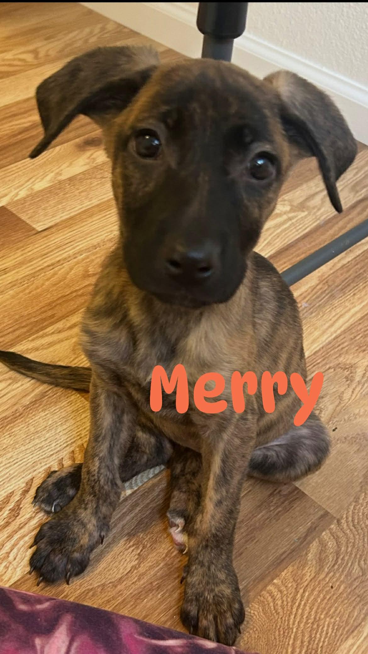 Enlarge Merry, a Adoptable mixed breed in Colorado Springs, CO image 1/1