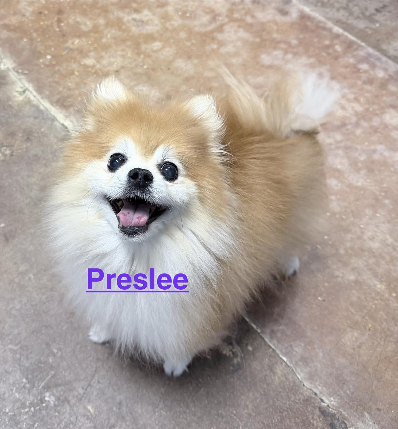 Enlarge Preslee, an adoptable mixed breed in Memphis, TN image 4/4