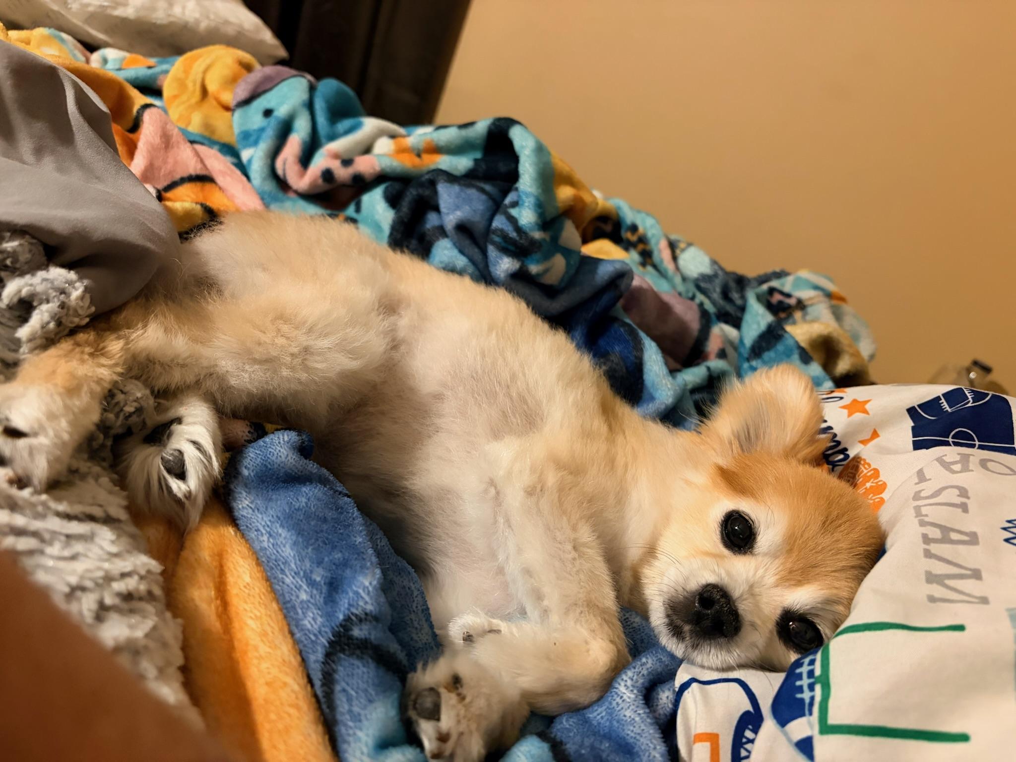 Enlarge Preslee, a Adoptable mixed breed in Memphis, TN image 6/6