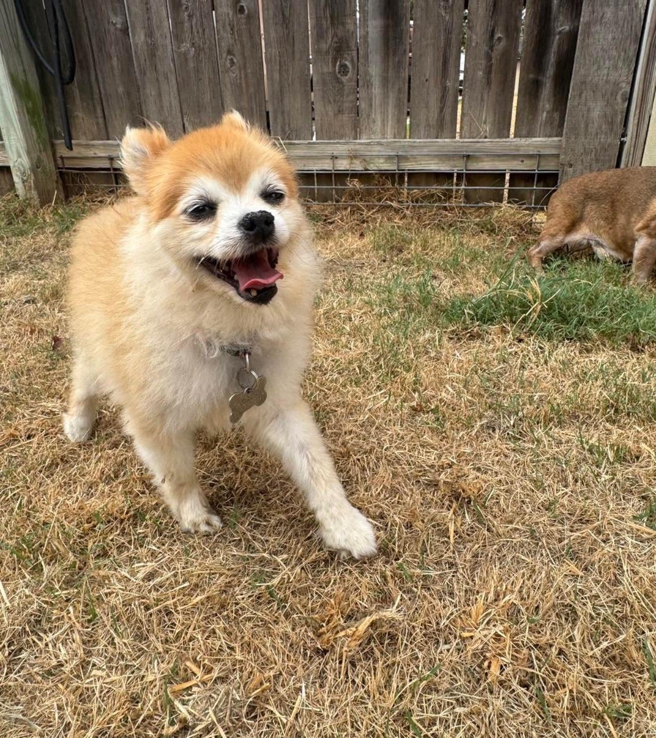 Enlarge Preslee, a Adoptable mixed breed in Memphis, TN image 4/6