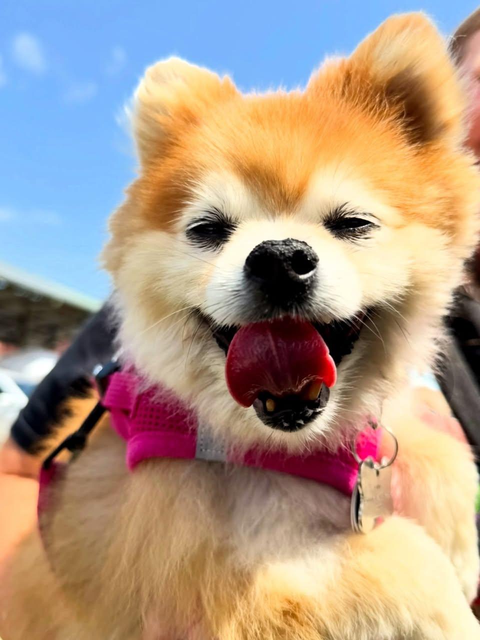 Preslee, Adoptable, Senior Female Pomeranian & Mixed Breed.