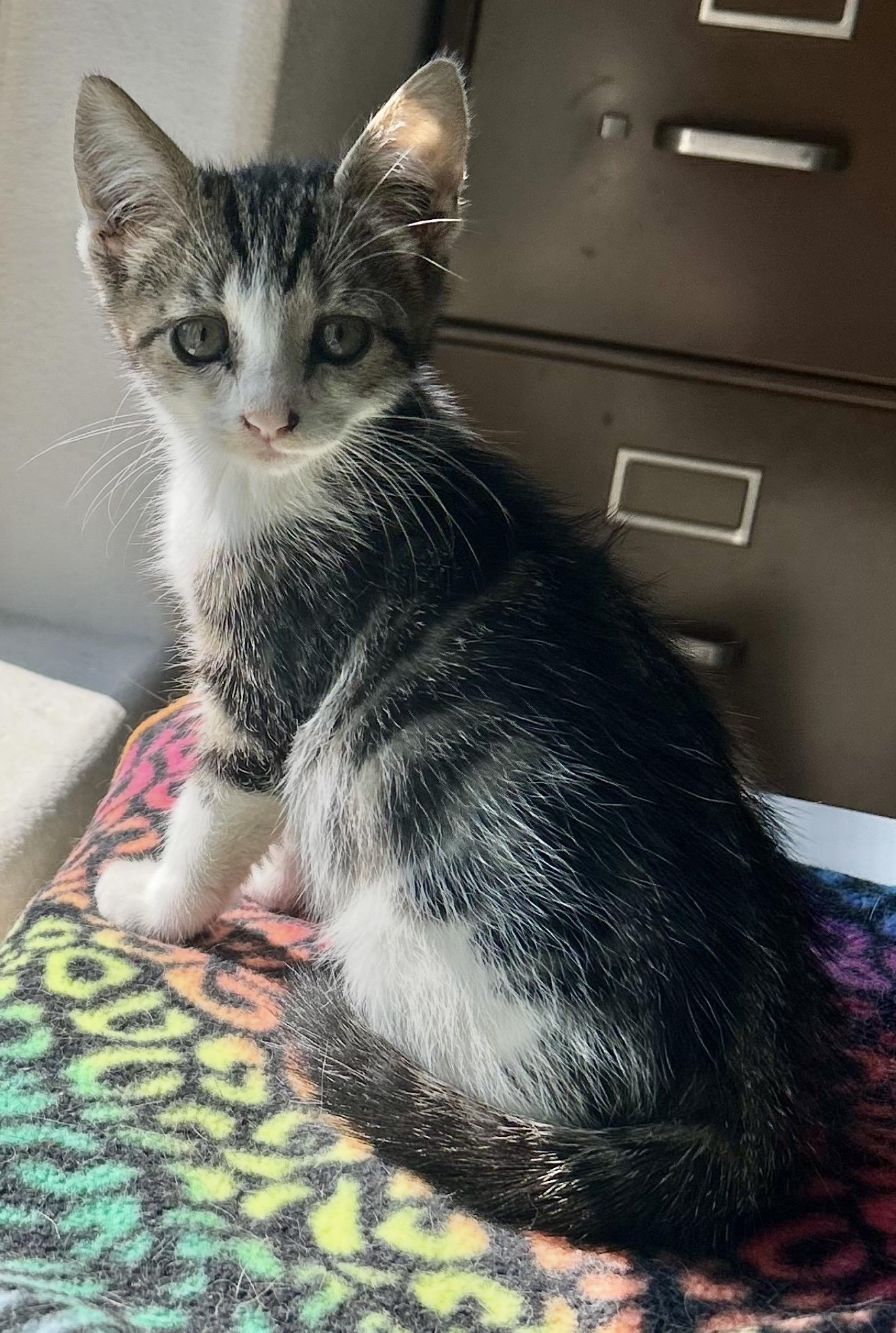 Summer, Adopted, Kitten Female Domestic Short Hair.