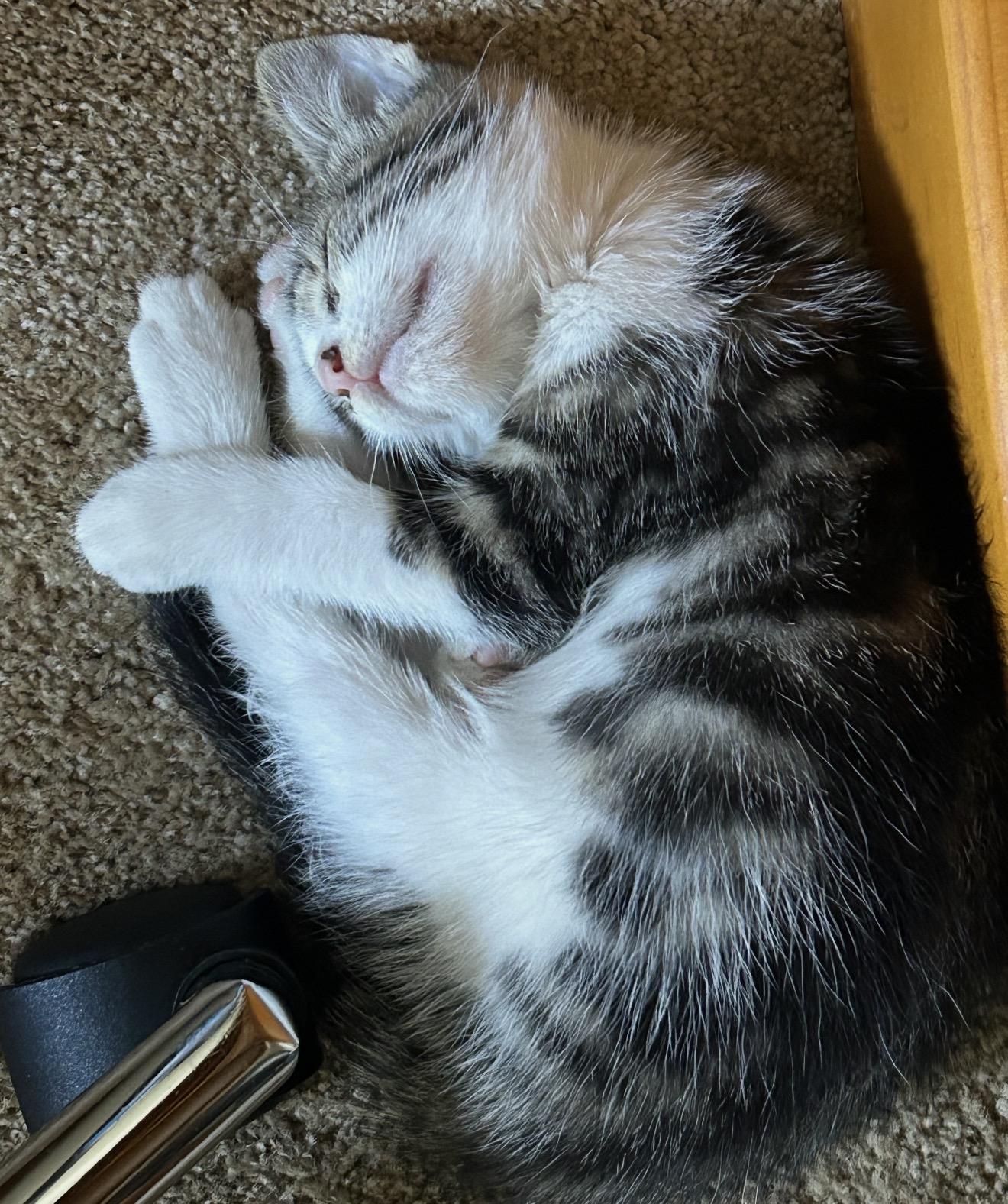 Enlarge Summer, a Adopted Domestic Short Hair in Beaverton, OR image 2/3