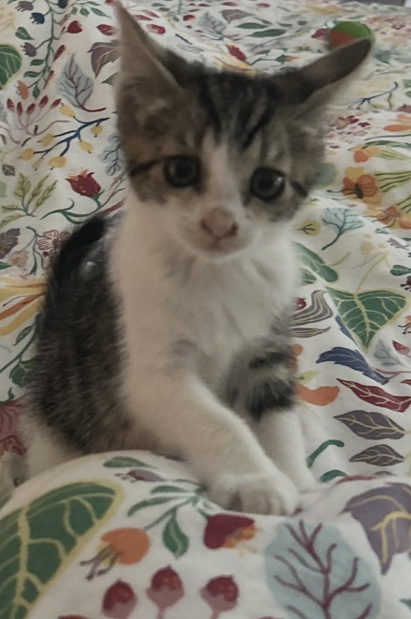 Enlarge Summer, a Adopted Domestic Short Hair in Beaverton, OR image 3/3