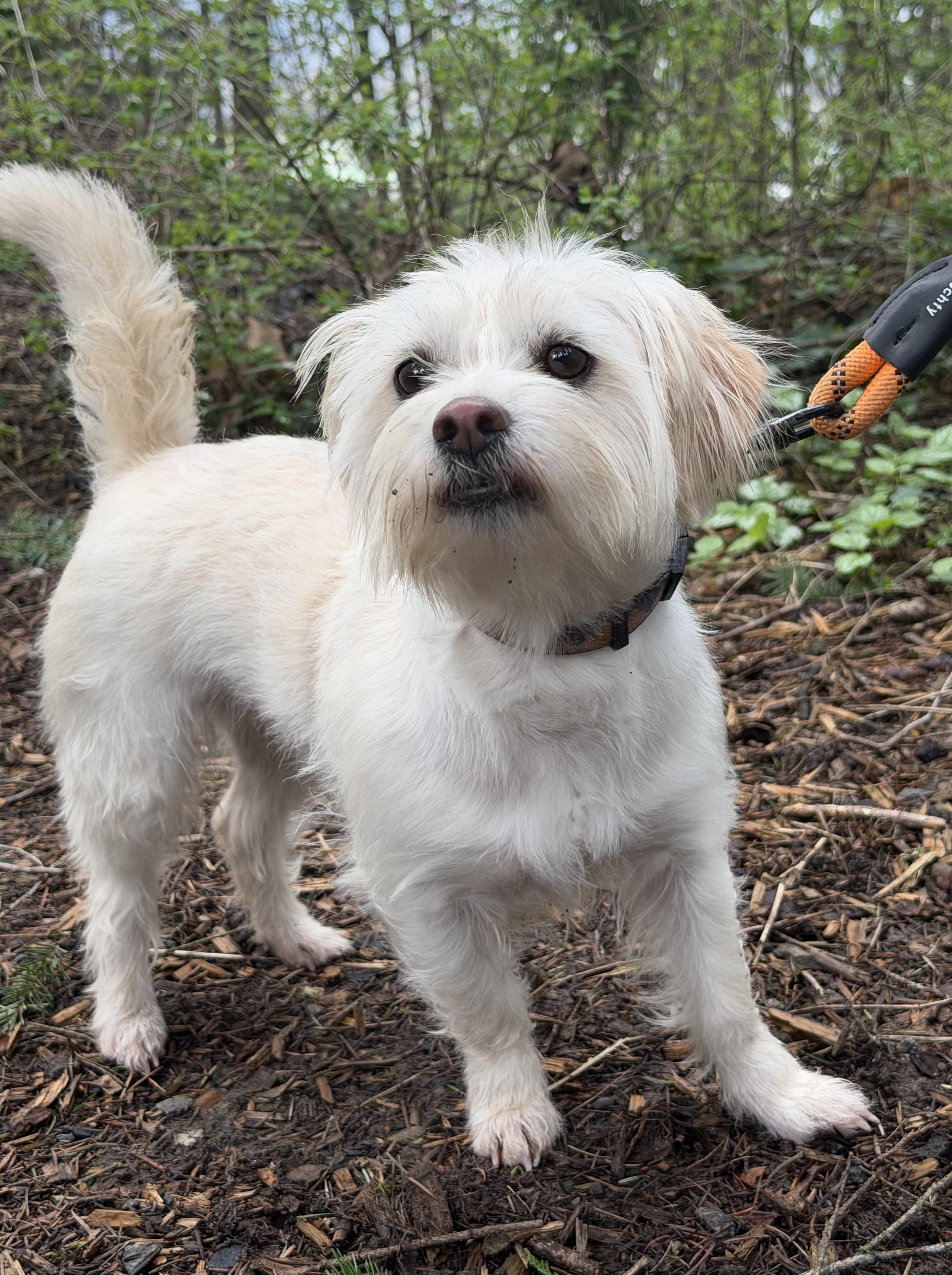 Enlarge Penny, a ADOPTABLE mixed breed in Puyallup, WA image 2/2