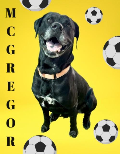 Enlarge MCGREGOR, a Adoptable Labrador Retriever in Sarasota, FL image 1/1