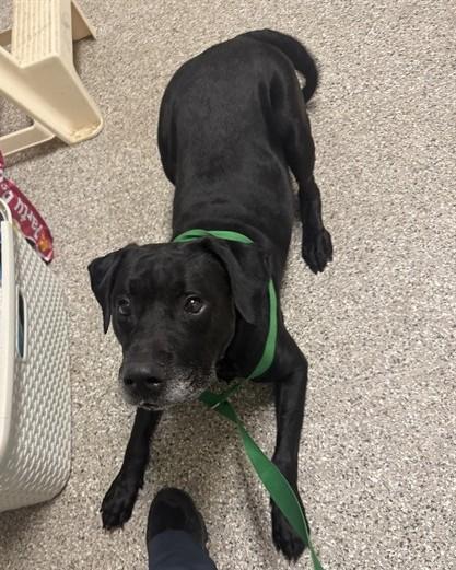MCGREGOR, Adoptable, Adult Male Labrador Retriever.