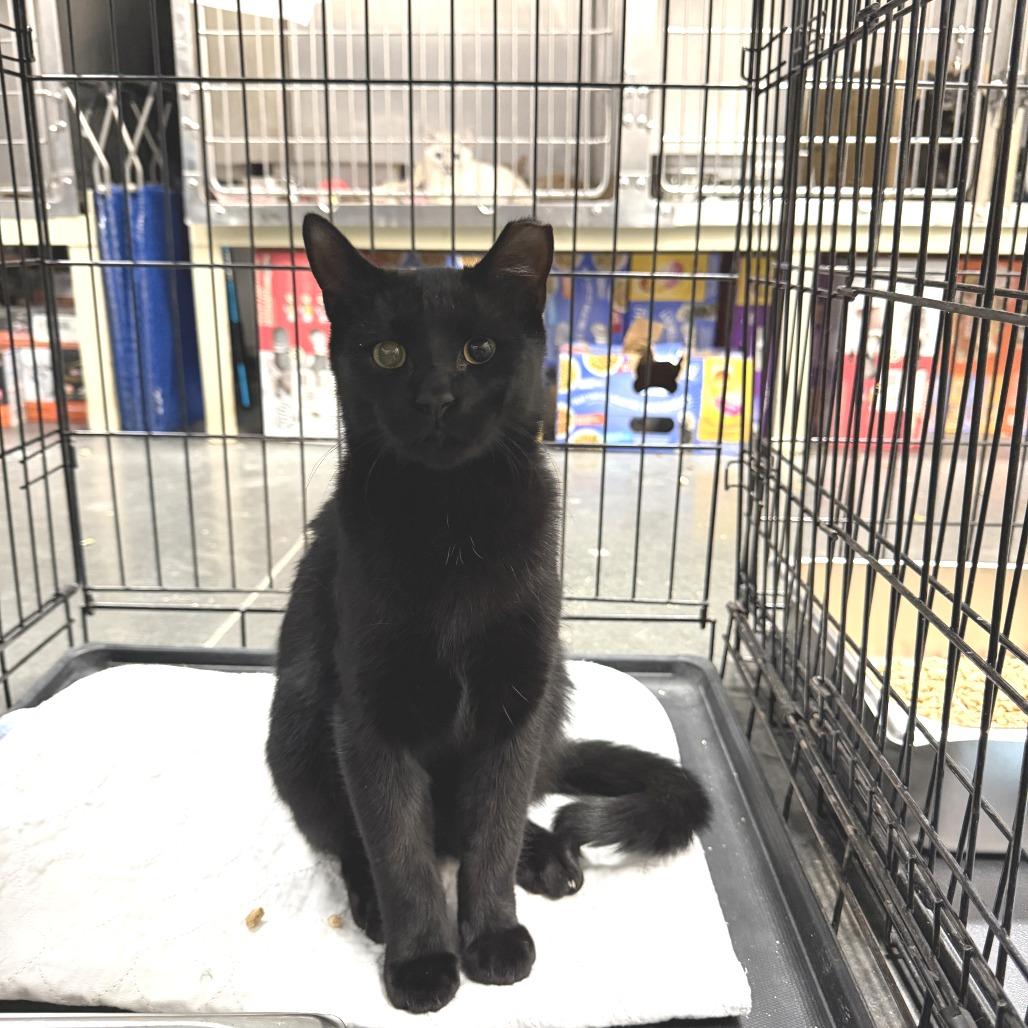 Simon, Adoptable, Kitten Male Domestic Short Hair.