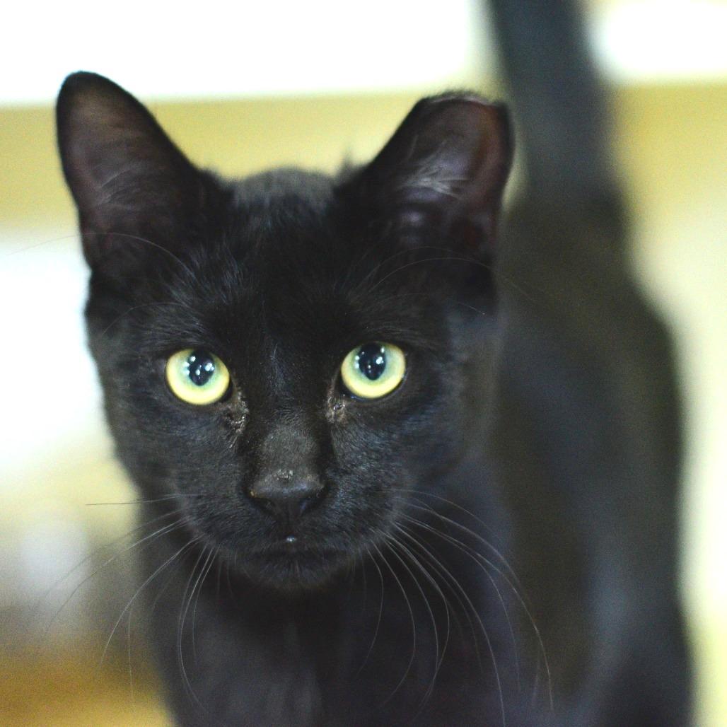 Enlarge Simon, a Adoptable Domestic Short Hair in Idaho Falls, ID image 2/2