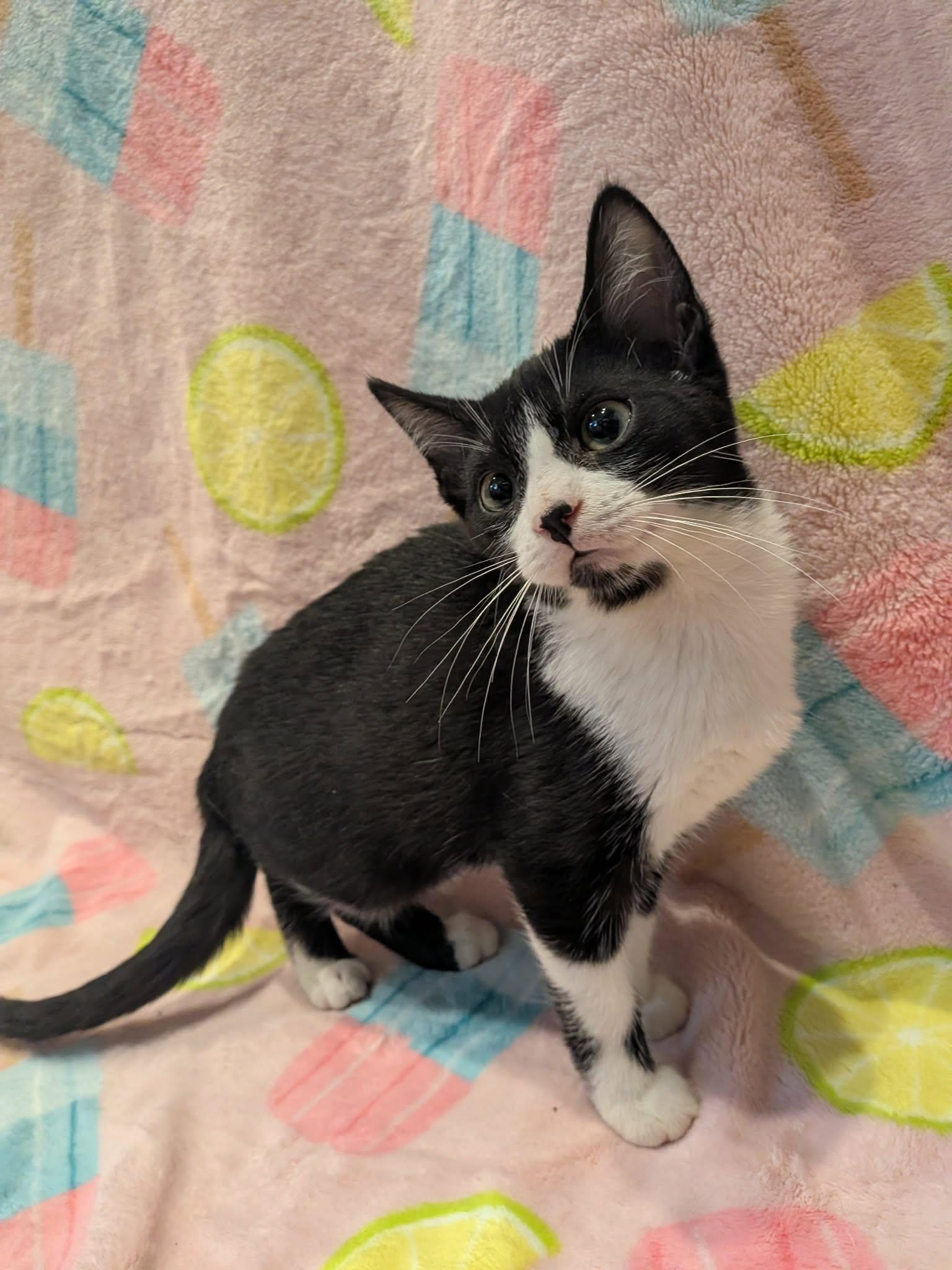 Enlarge DEANNA, a Adoptable Domestic Short Hair in Tillsonburg, ON image 1/3