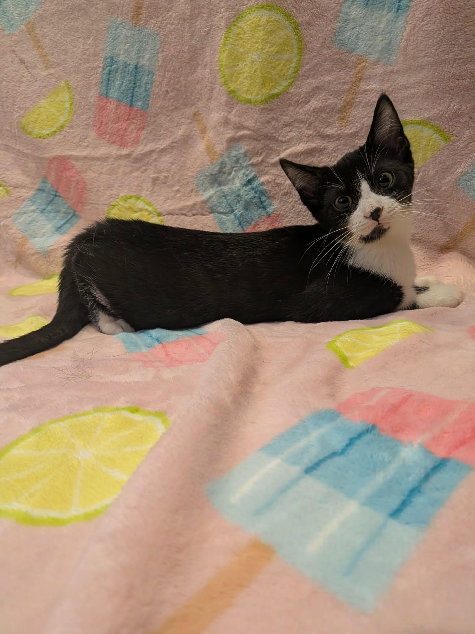 Enlarge DEANNA, a Adoptable Domestic Short Hair in Tillsonburg, ON image 2/3