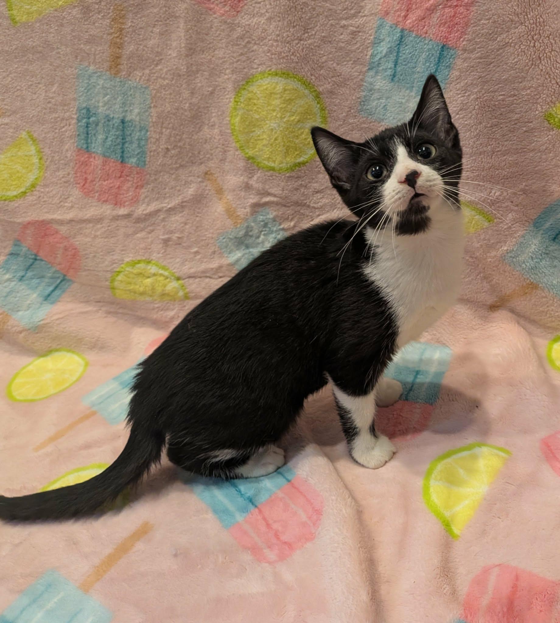 Enlarge DEANNA, a Adoptable Domestic Short Hair in Tillsonburg, ON image 3/3
