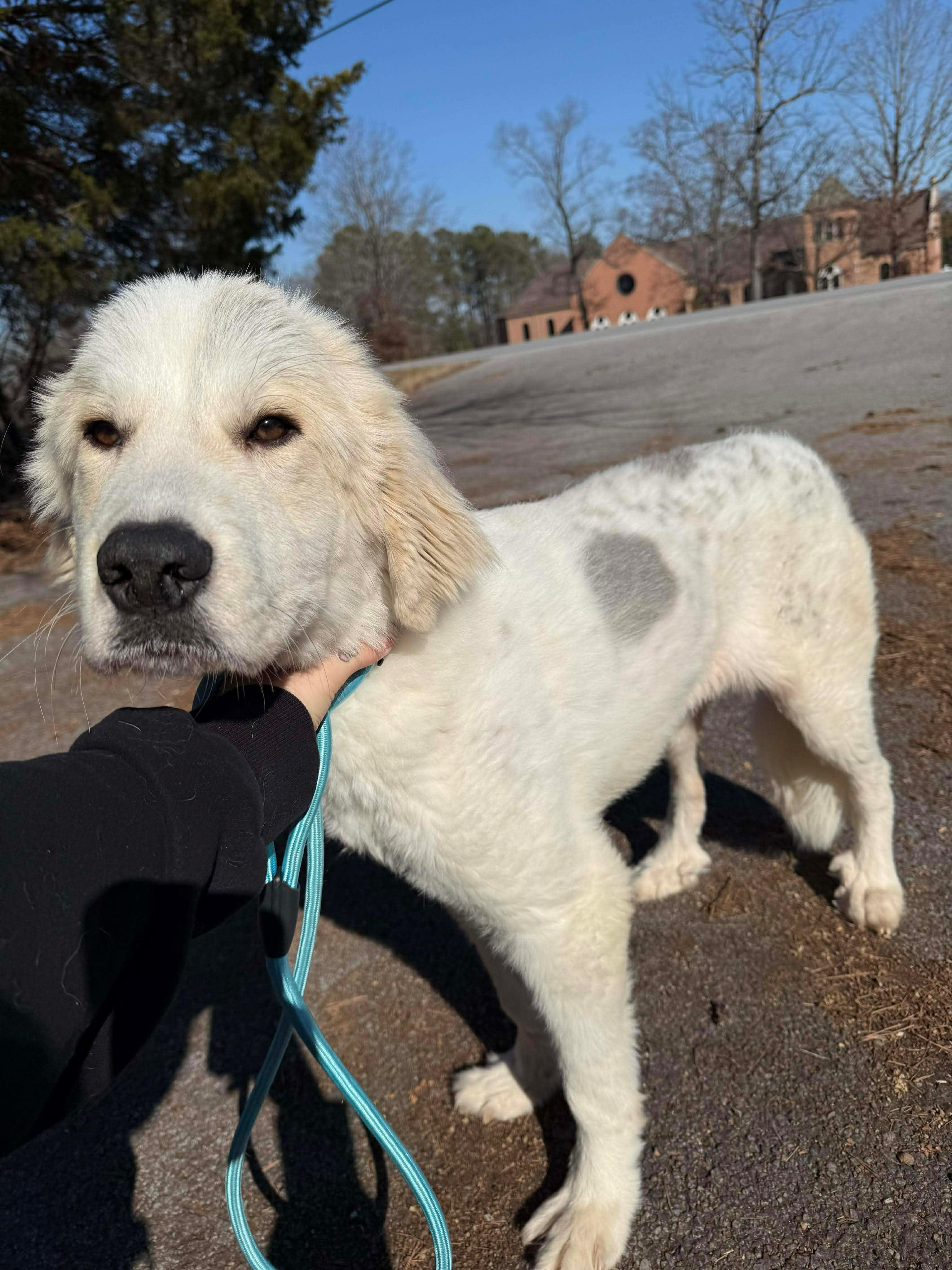 MEADOW, adopted, Young Female Great Pyrenees.