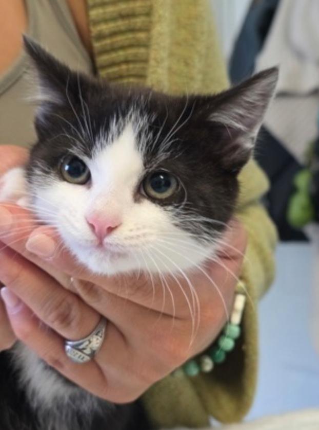 Cape Tux, ADOPTABLE, Young Male Domestic Short Hair.