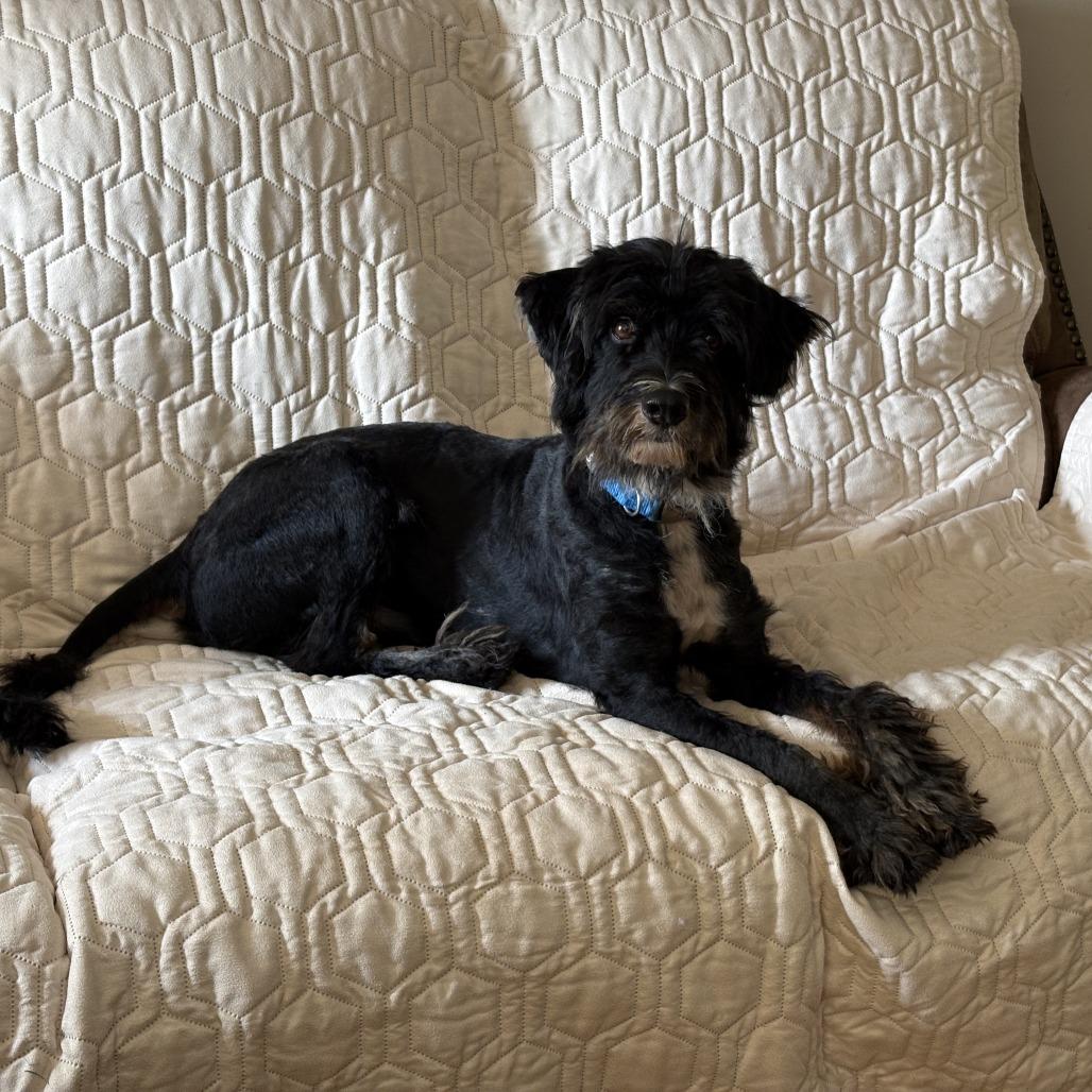 Enlarge Bocephus, a Adoptable mixed breed in Duck River, TN image 1/2