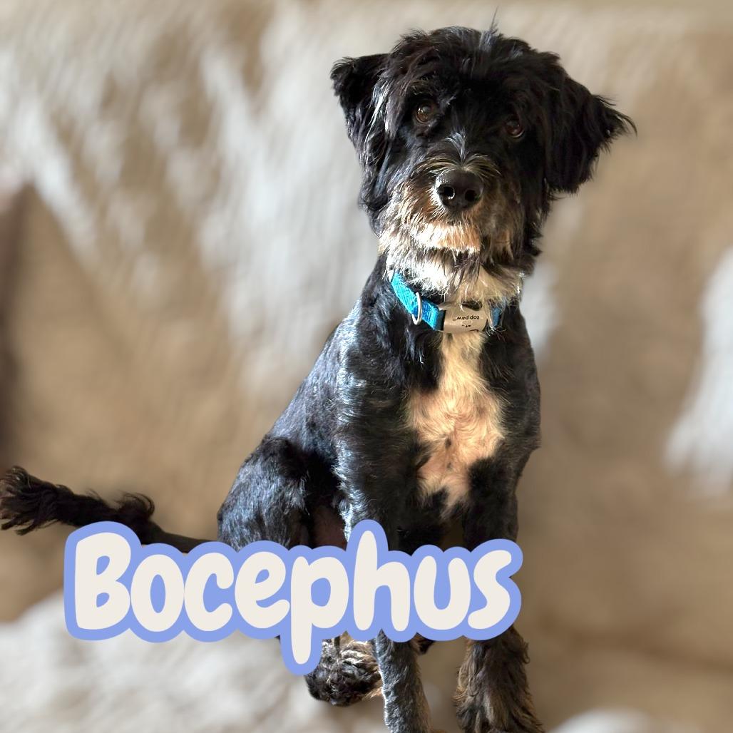 Enlarge Bocephus, a Adoptable mixed breed in Duck River, TN image 2/2