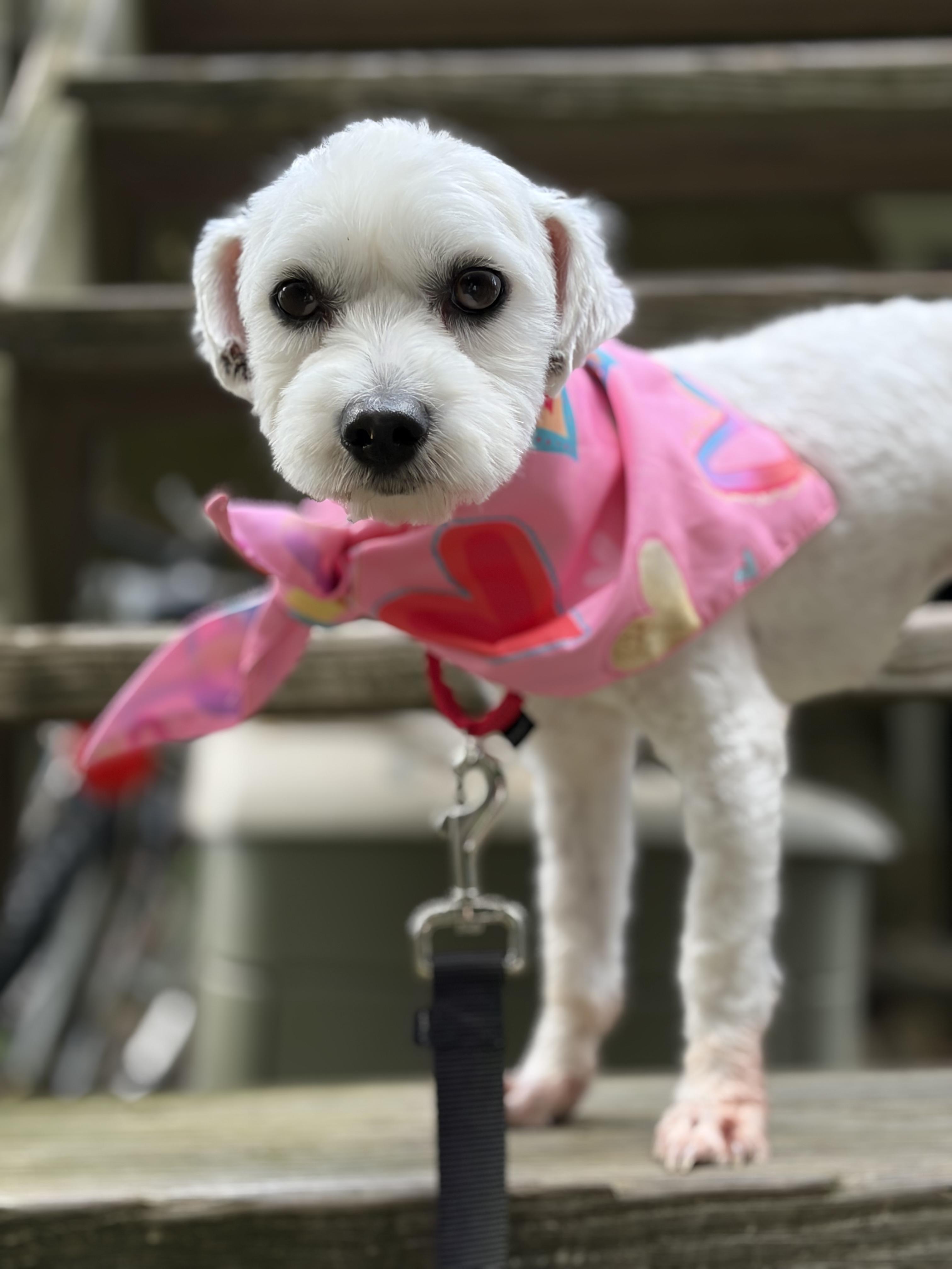 Enlarge Tea, a Adoptable mixed breed in Thornwood, NY image 4/5