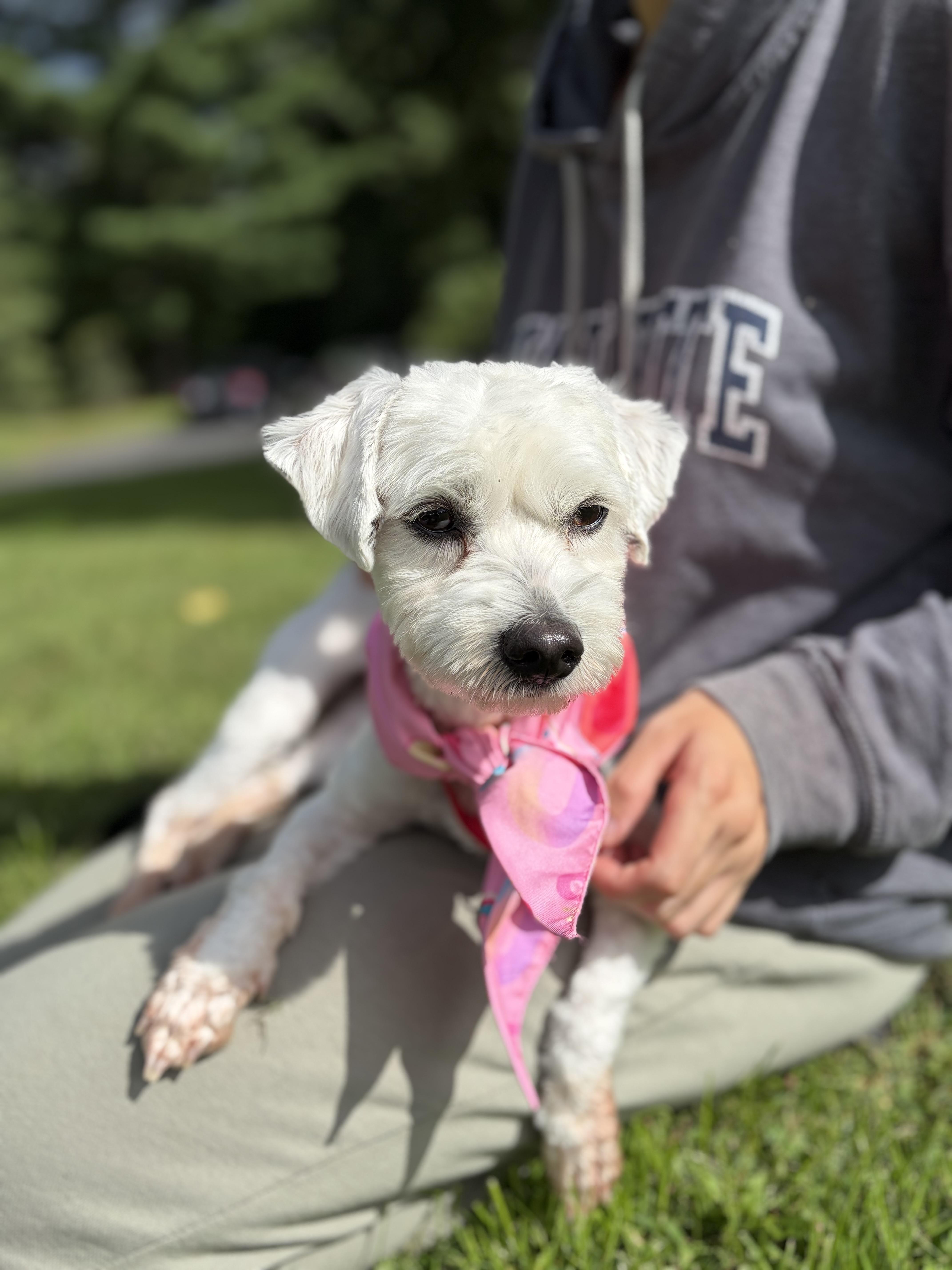 Tea, Adoptable, Adult Female Maltipoo & Bichon Frise.