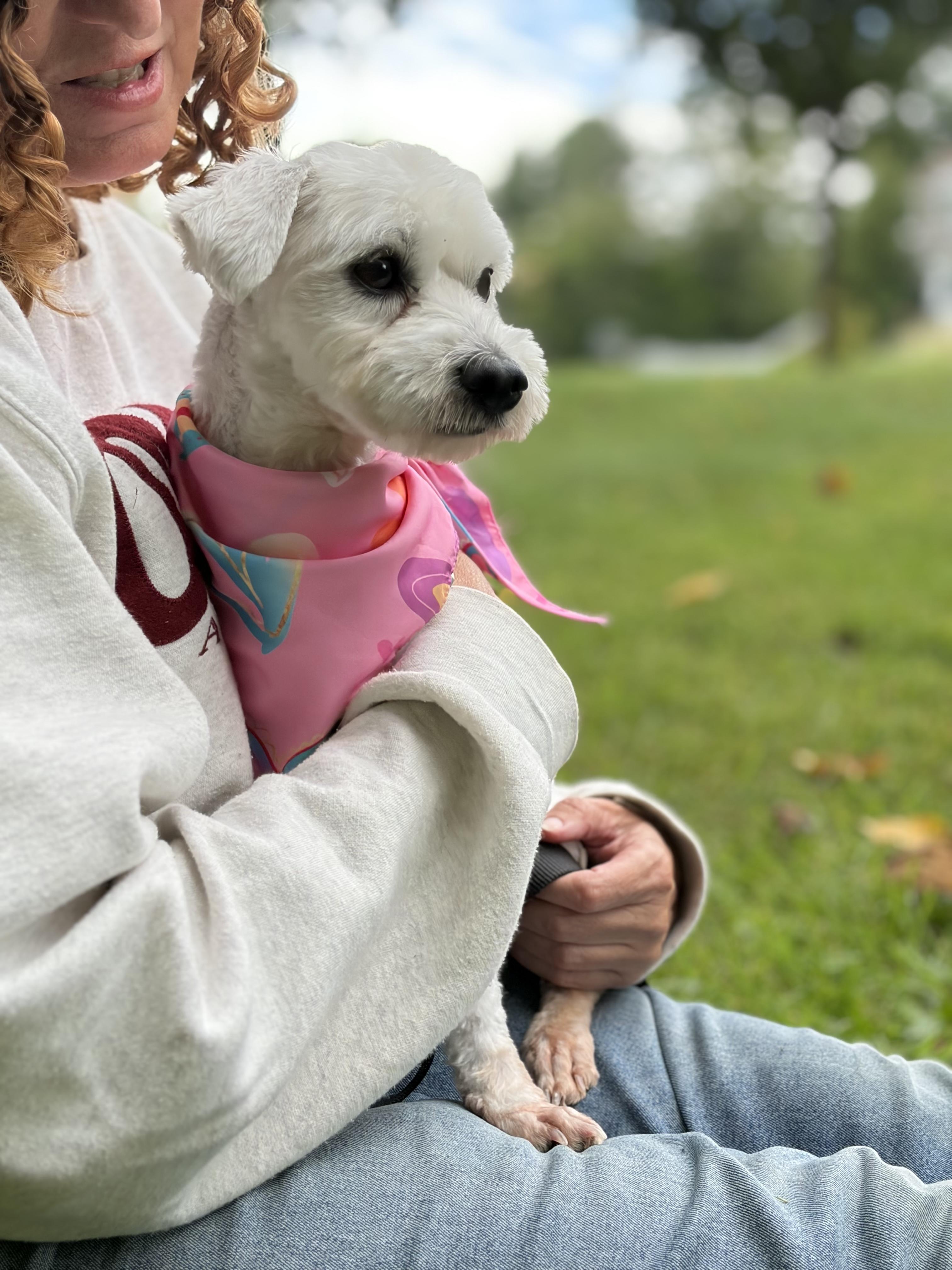 Enlarge Tea, a Adoptable mixed breed in Thornwood, NY image 5/5