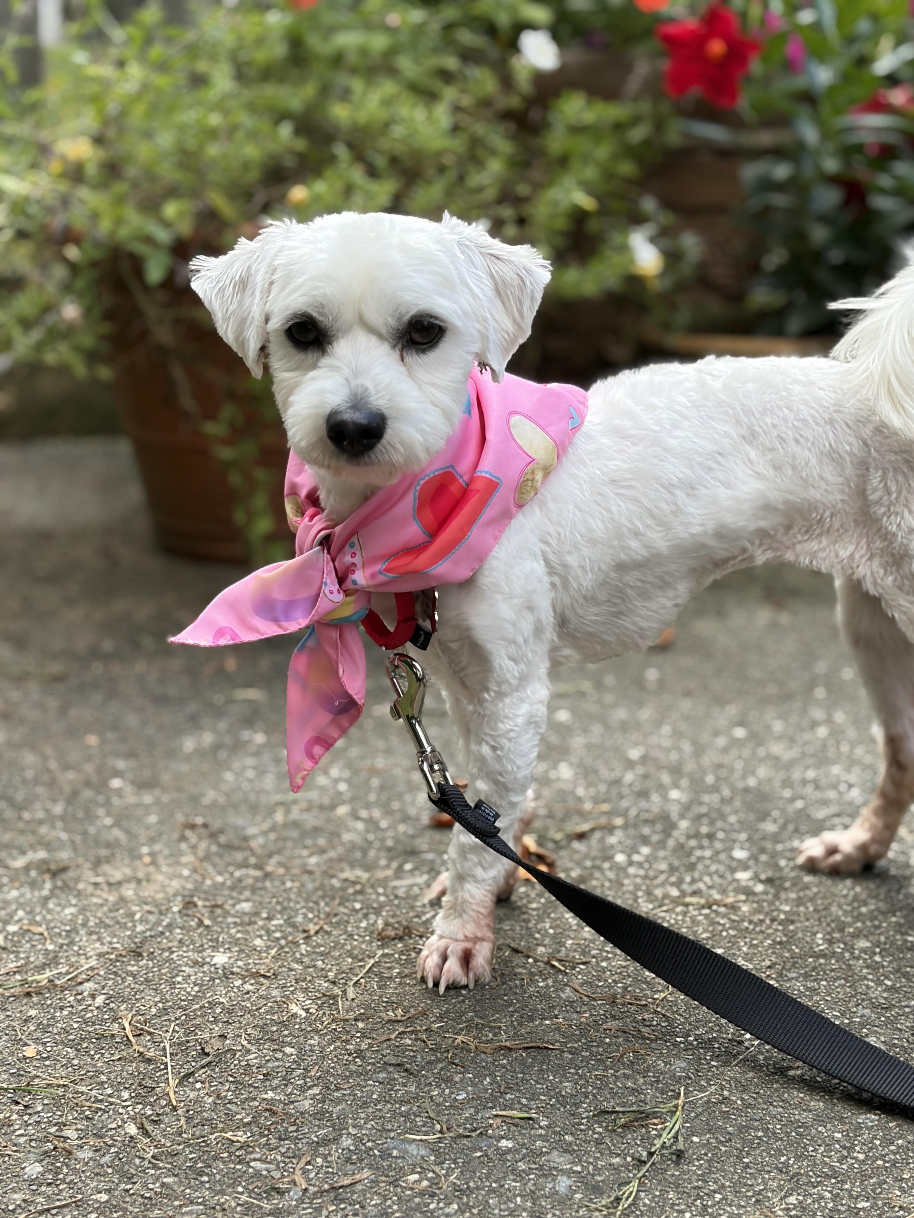 Enlarge Tea, a Adoptable mixed breed in Thornwood, NY image 3/5