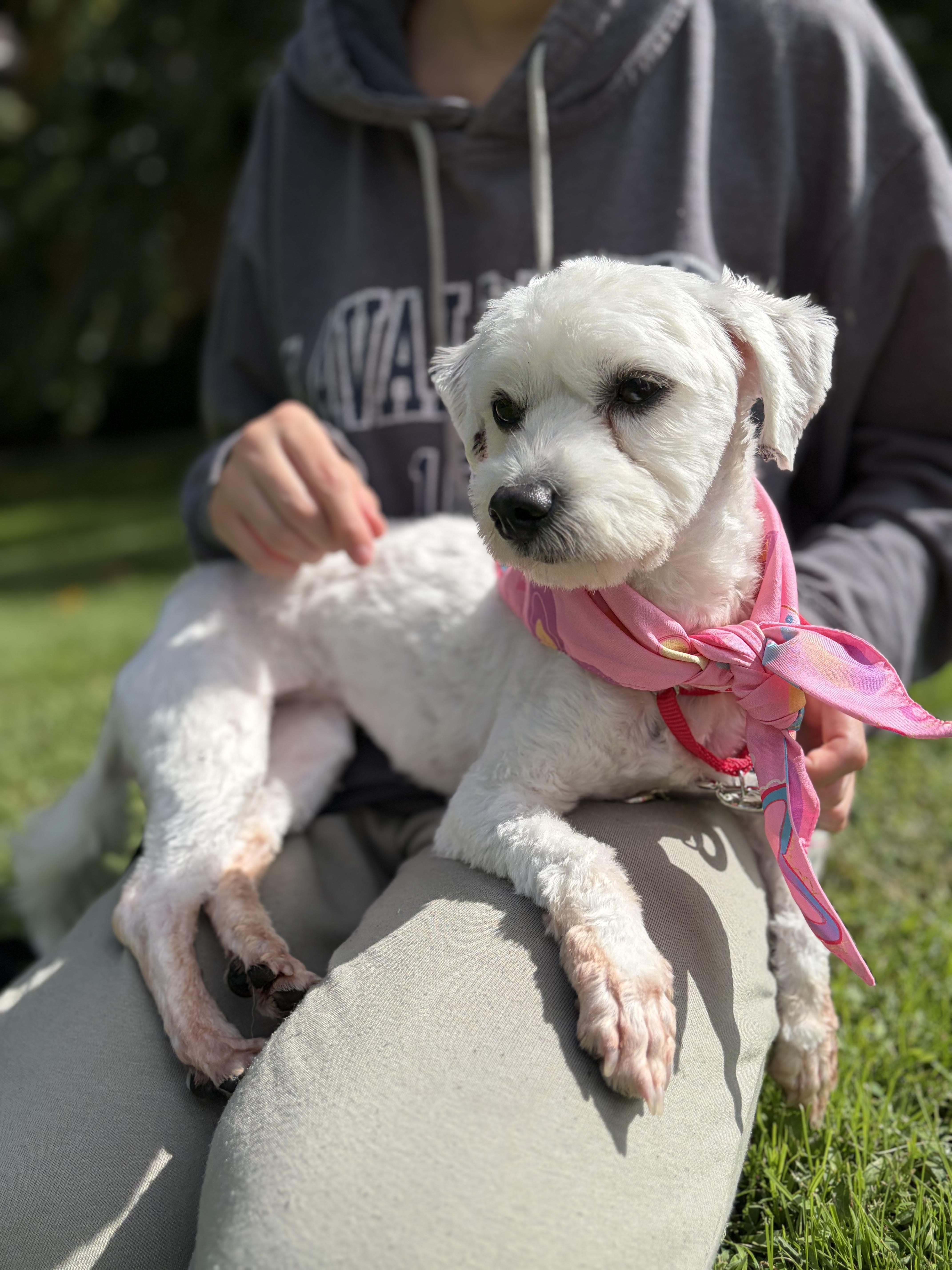 Enlarge Tea, a Adoptable mixed breed in Thornwood, NY image 2/5