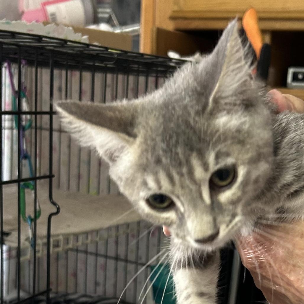 B-Nugget3, Adoptable, Young Female Domestic Short Hair.