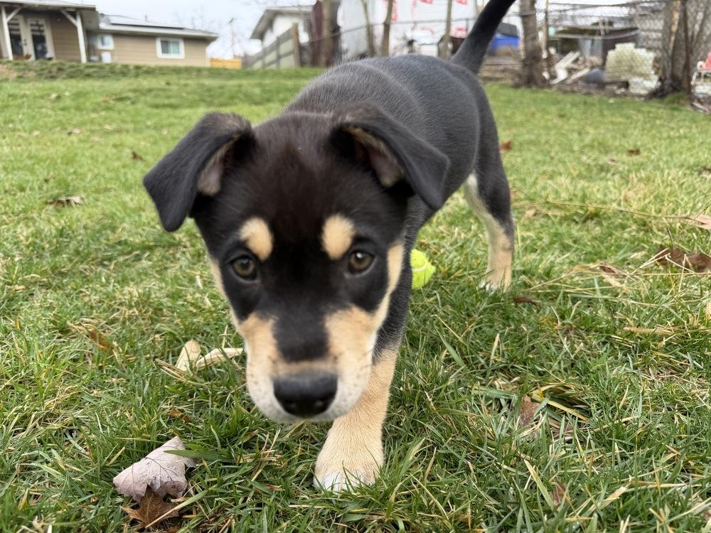 One Piece Litter - Sabo, Adoptable, Puppy Male Mixed Breed.