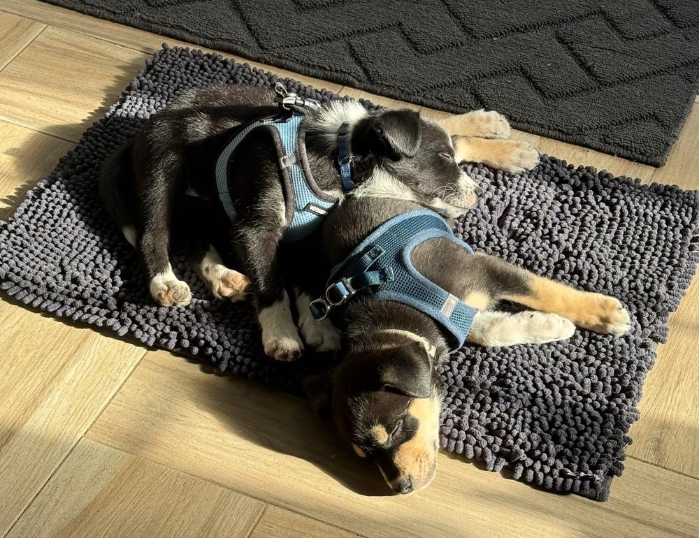 Enlarge One Piece Litter - Sabo, a Adoptable mixed breed in Columbus, OH image 2/6