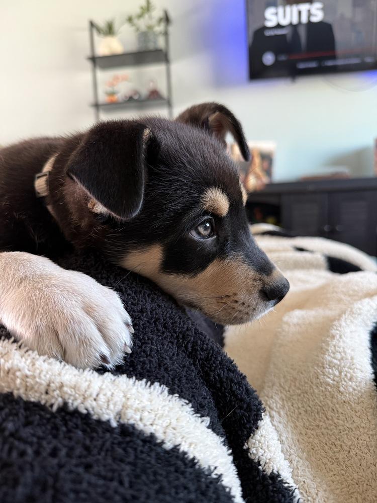 Enlarge One Piece Litter - Sabo, a Adoptable mixed breed in Columbus, OH image 3/6