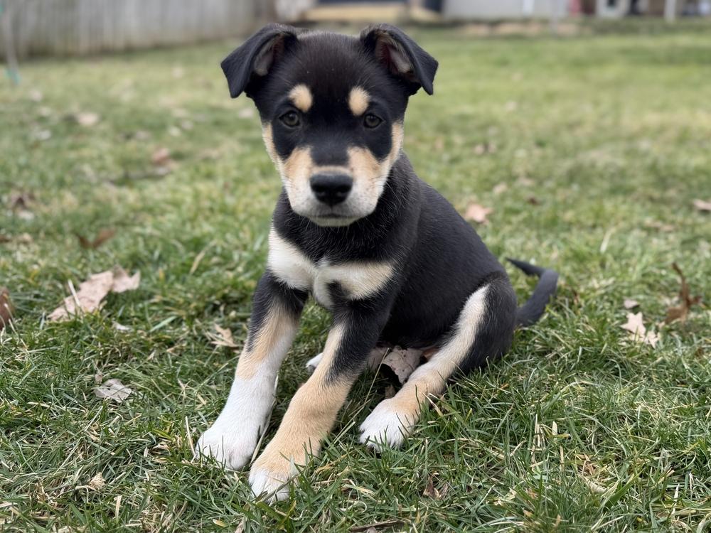 Enlarge One Piece Litter - Sabo, a Adoptable mixed breed in Columbus, OH image 5/6