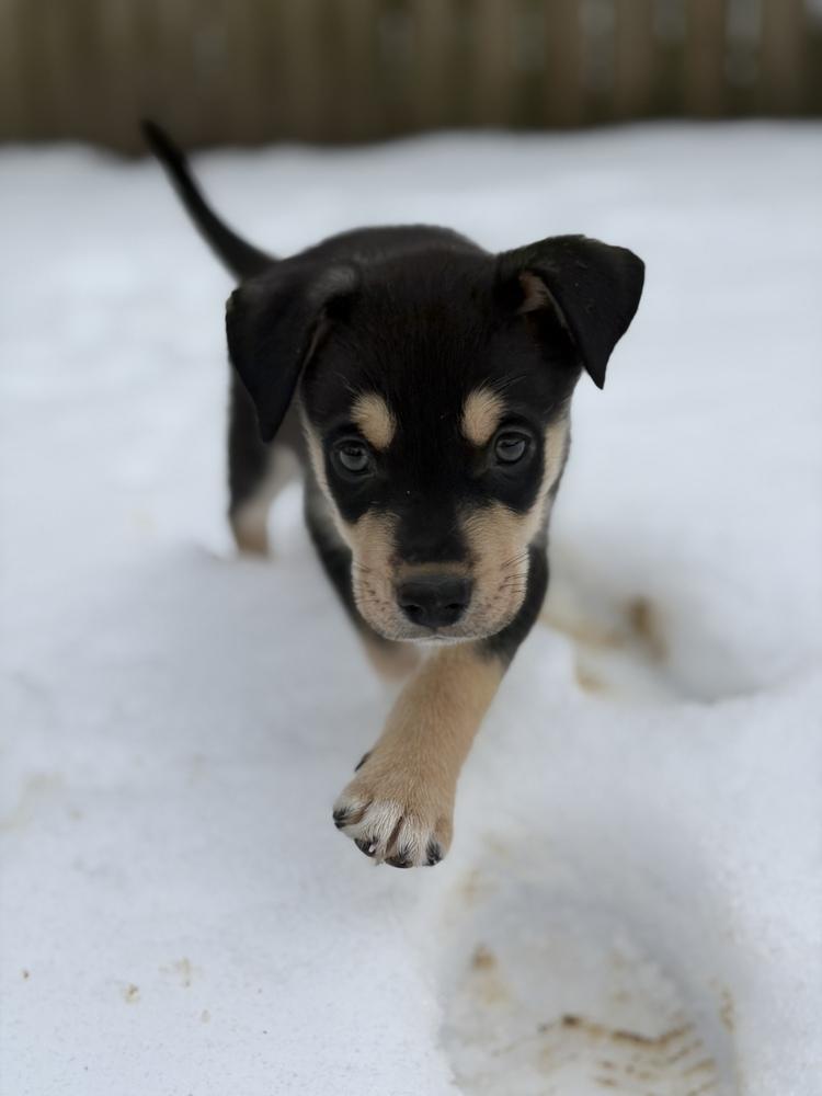 Enlarge One Piece Litter - Sabo, a Adoptable mixed breed in Columbus, OH image 6/6