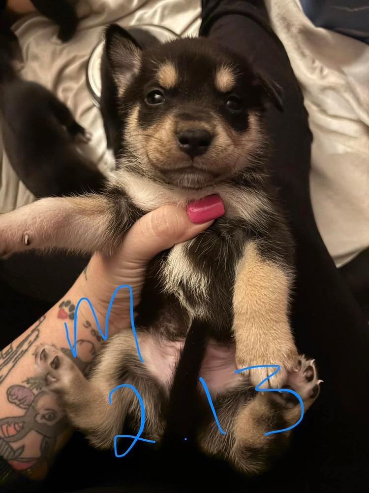 One Piece Litter  thumbnail 2