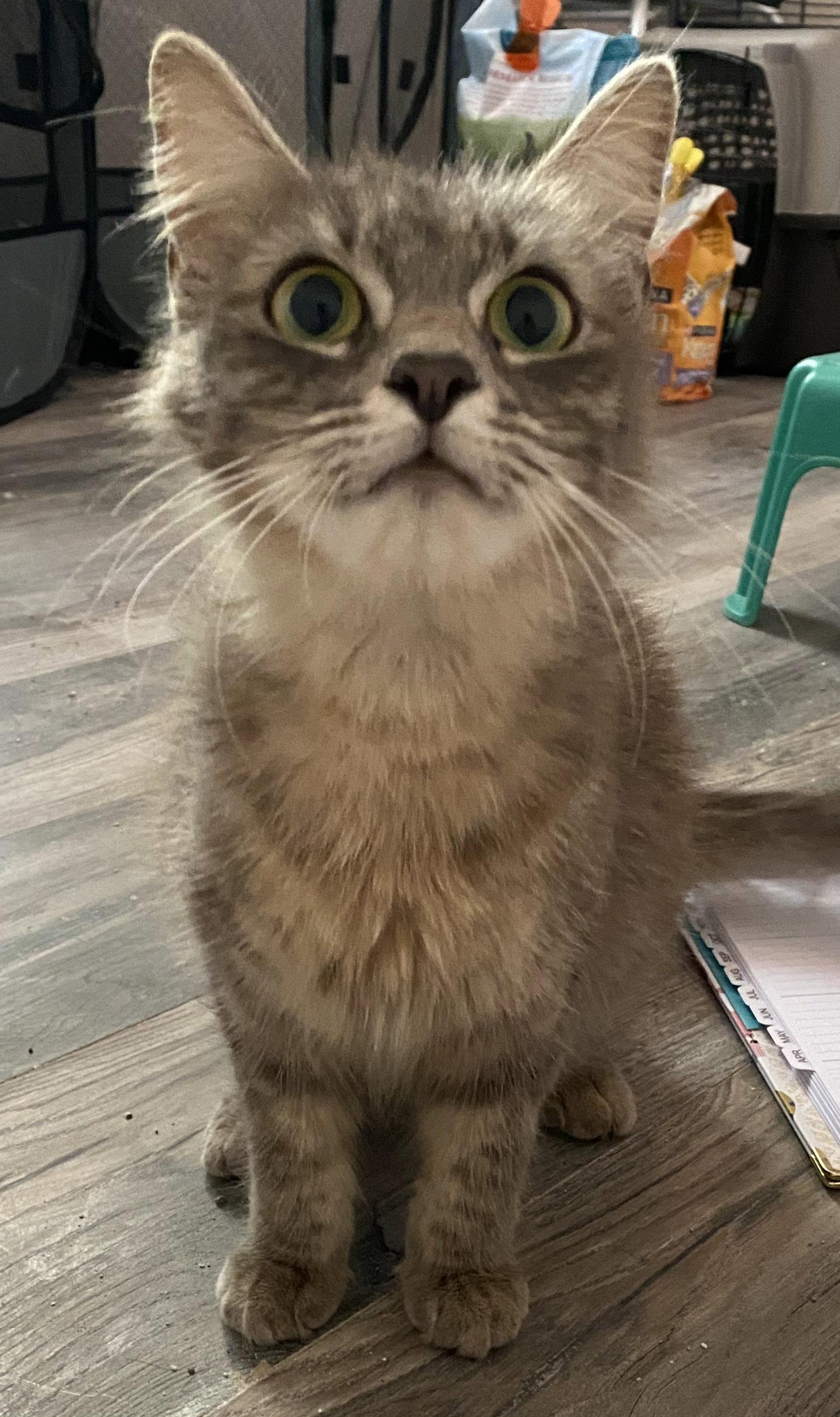 Florence, Adopted, Adult Female Domestic Medium Hair & Siamese.