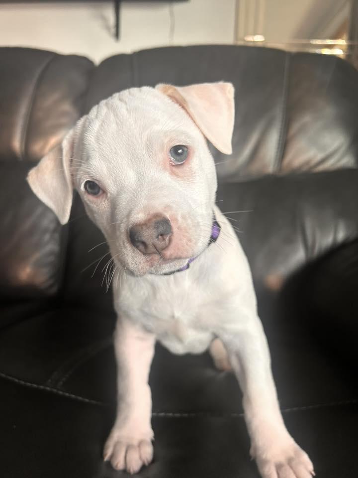 Enlarge Empower, a ADOPTABLE mixed breed in Racine, WI image 2/3