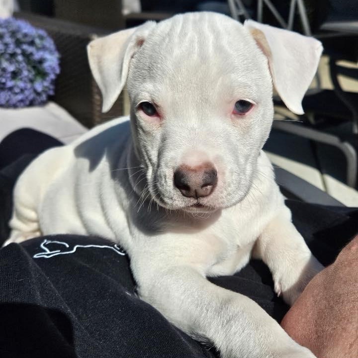 Enlarge Empower, a ADOPTABLE mixed breed in Racine, WI image 3/3
