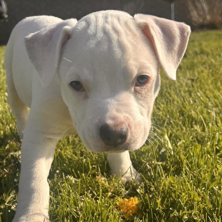 Empower, ADOPTABLE, Young Female Pit Bull Terrier.