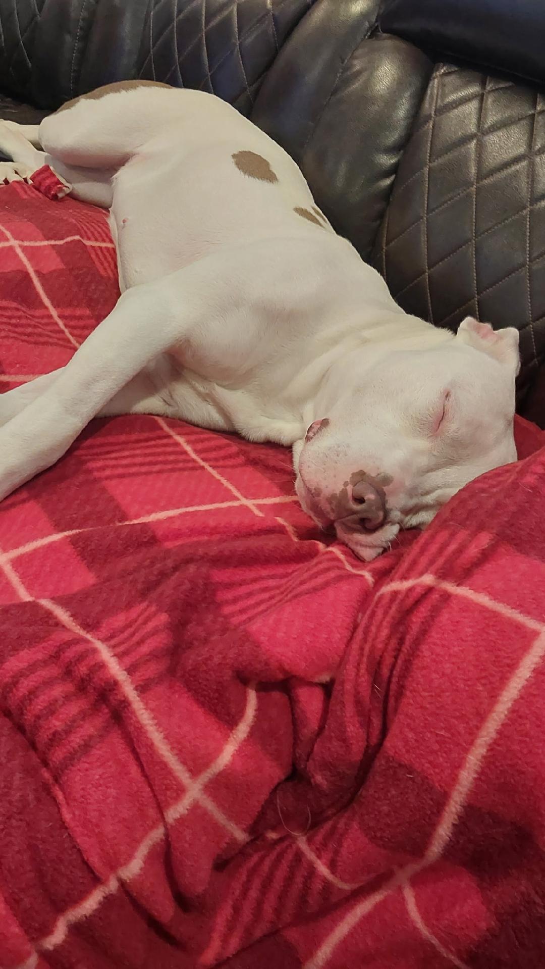 Enlarge Diamond, a ADOPTABLE mixed breed in Hoffman Estates, IL image 2/2