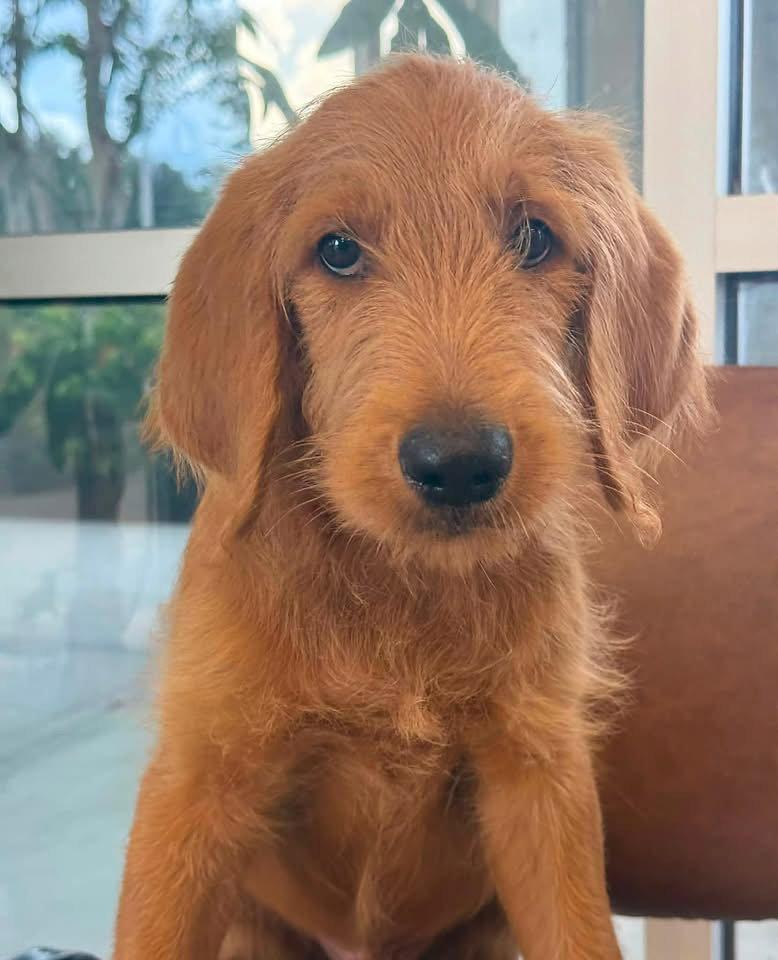 Rusty, Adoptable, Young Male Labrador Retriever & Standard Poodle.