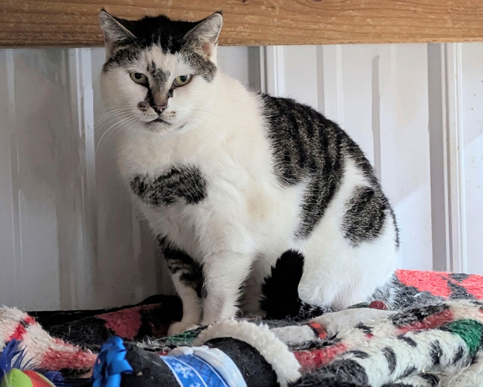 Pebbles — thumbnail 2