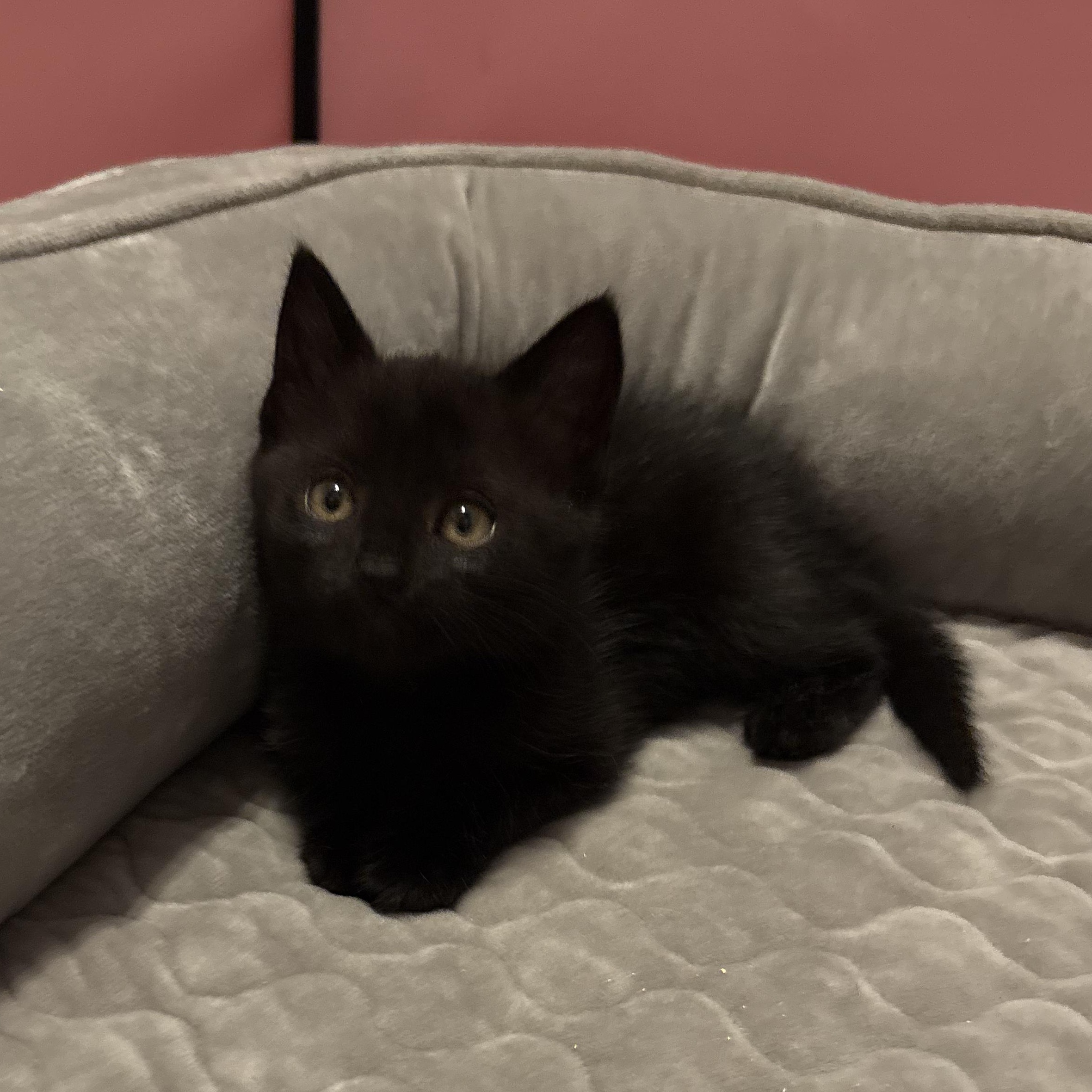 Tiny Dancer, an adopted Domestic Short Hair in LITTLE MOUNTAIN, SC image 2/5
