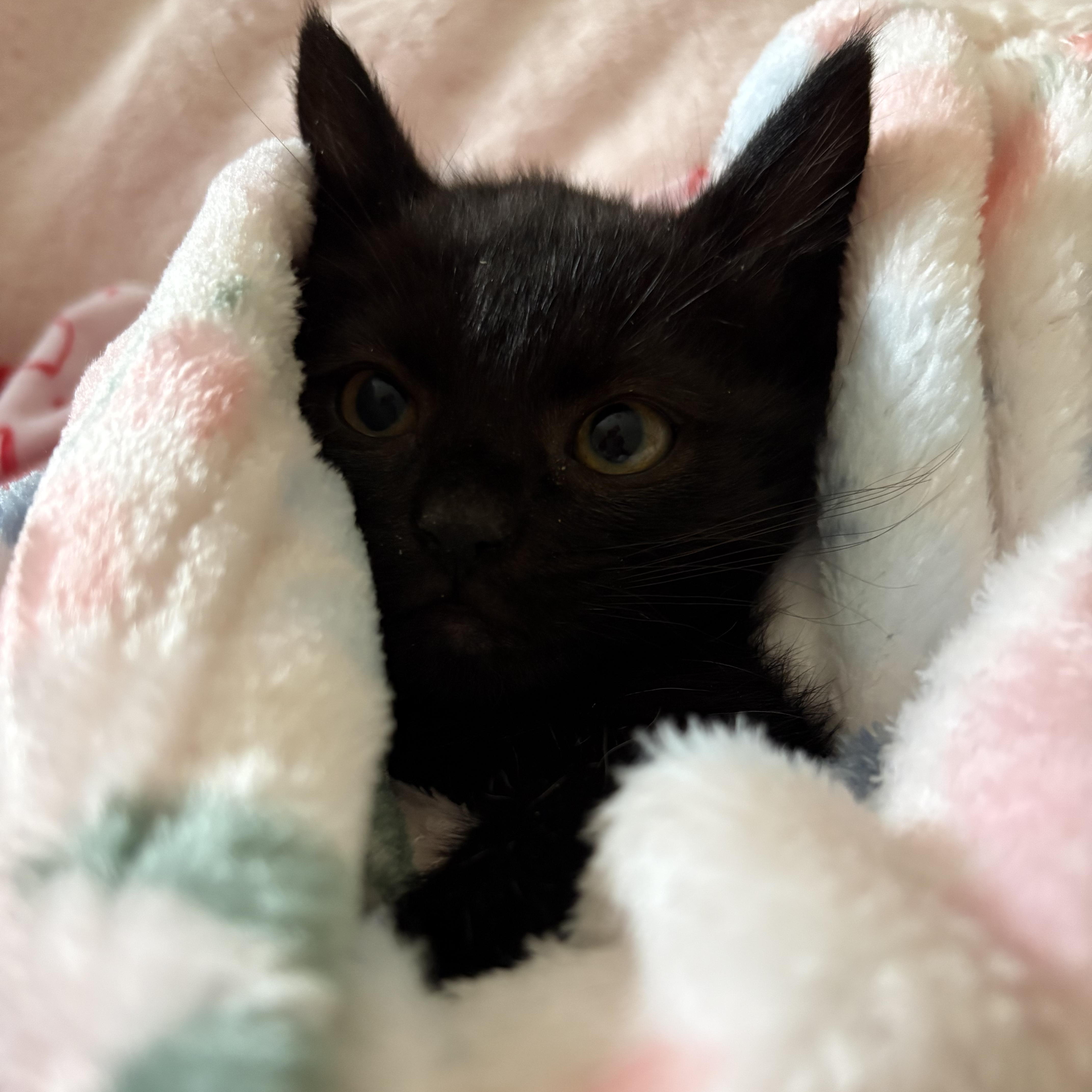 Tiny Dancer, adopted, Kitten Female Domestic Short Hair.