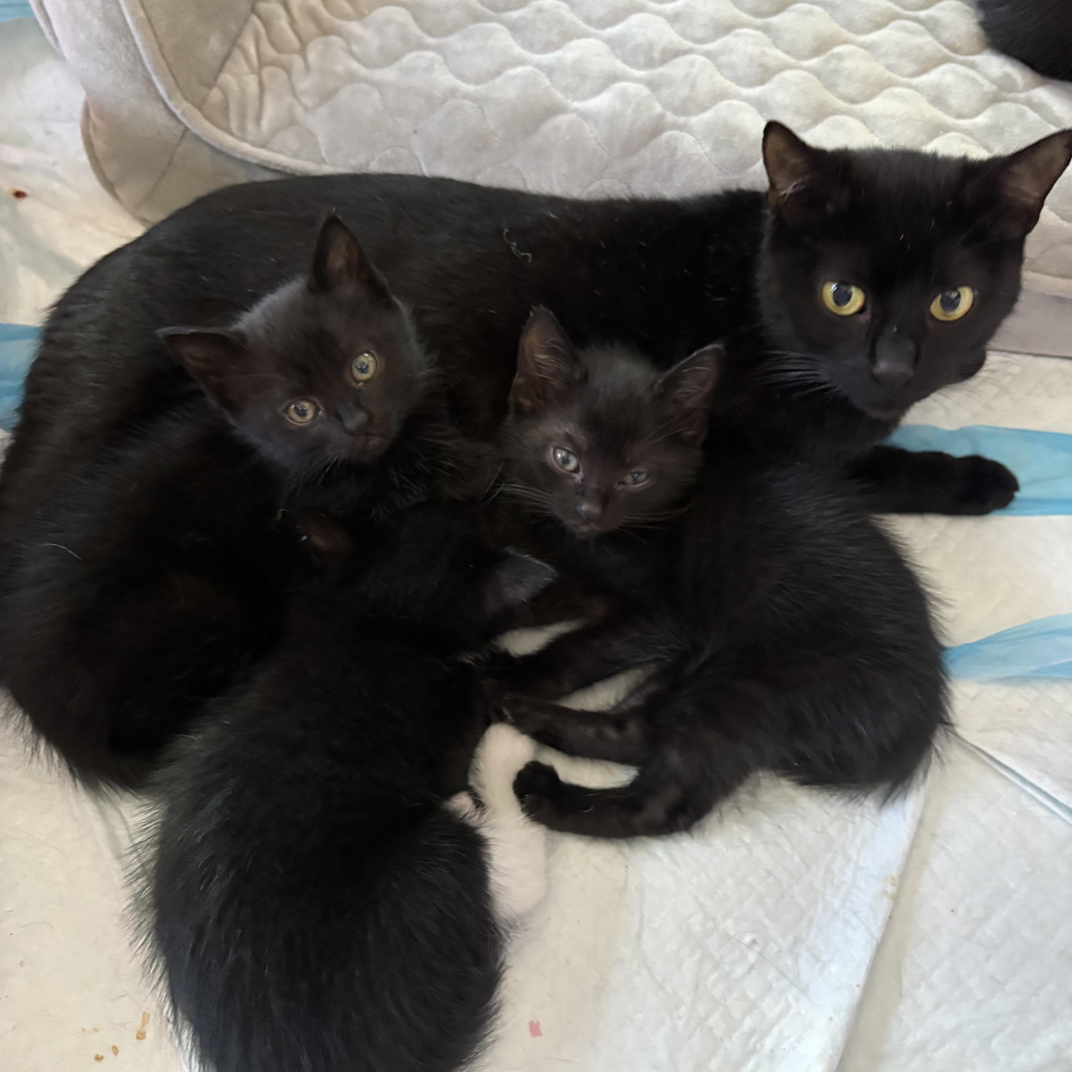 Tiny Dancer, an adopted Domestic Short Hair in LITTLE MOUNTAIN, SC image 5/5
