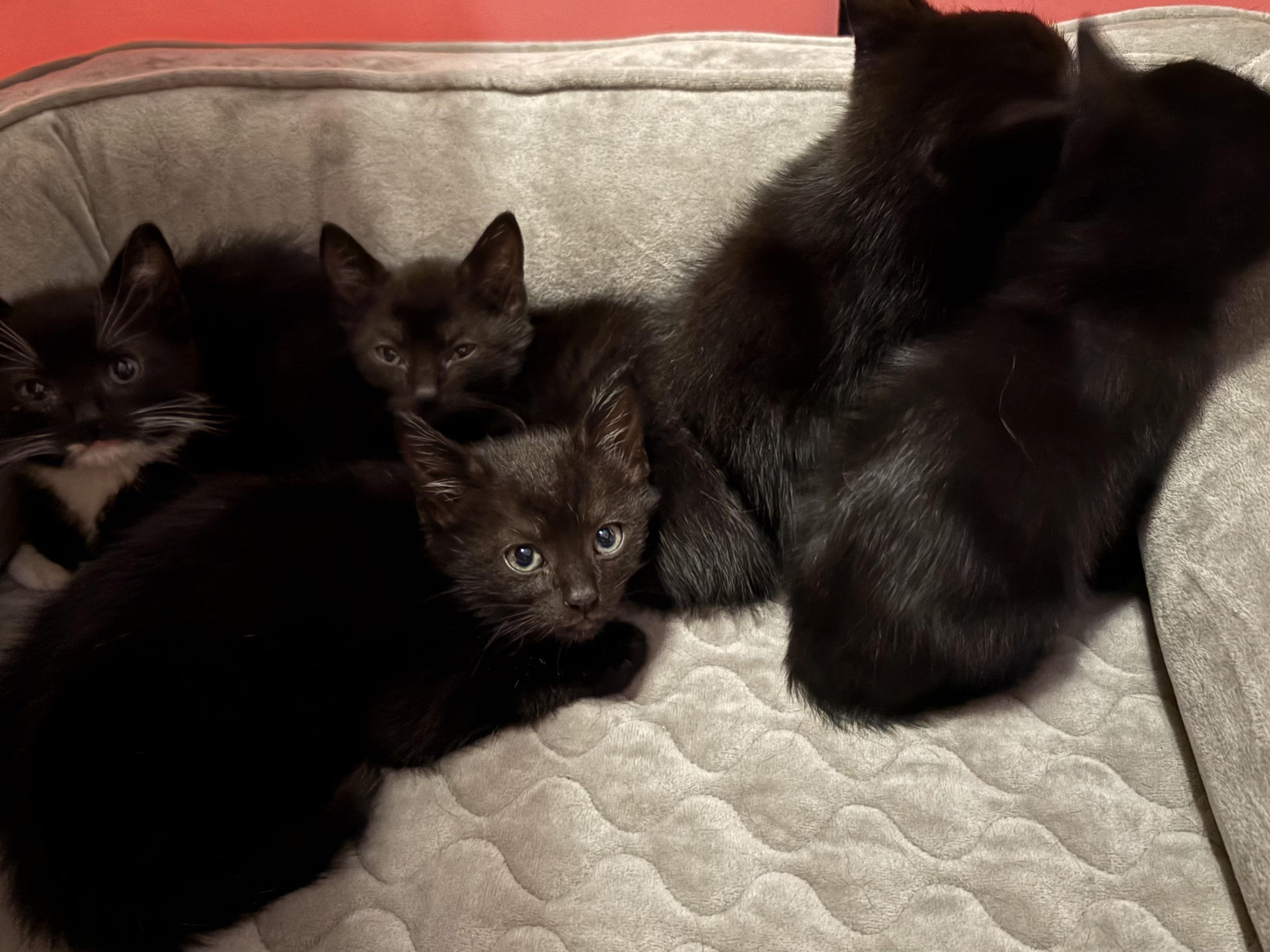 Tiny Dancer, an adopted Domestic Short Hair in LITTLE MOUNTAIN, SC image 4/5