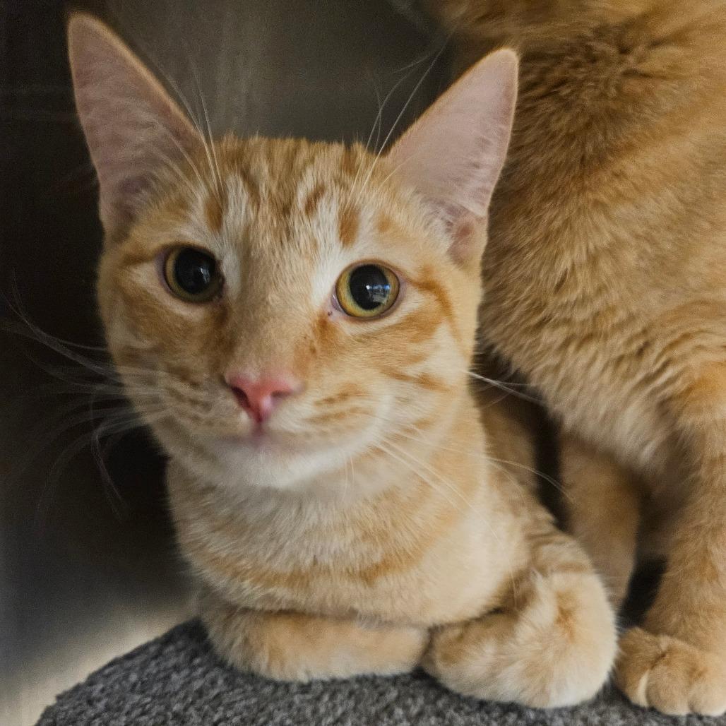Sunny, Adoptable, Young Male Domestic Short Hair.