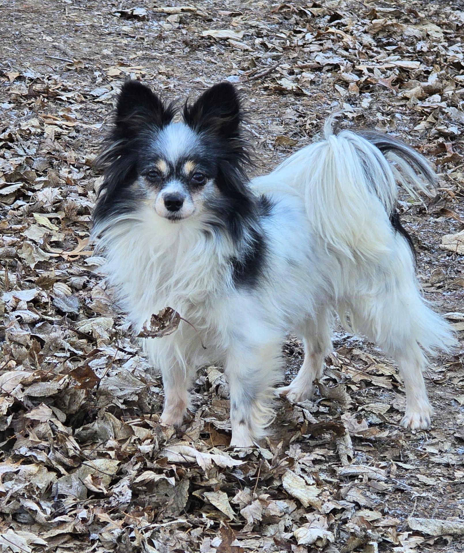 Enlarge Stella, a ADOPTABLE Papillon in Overland Park, KS image 1/2