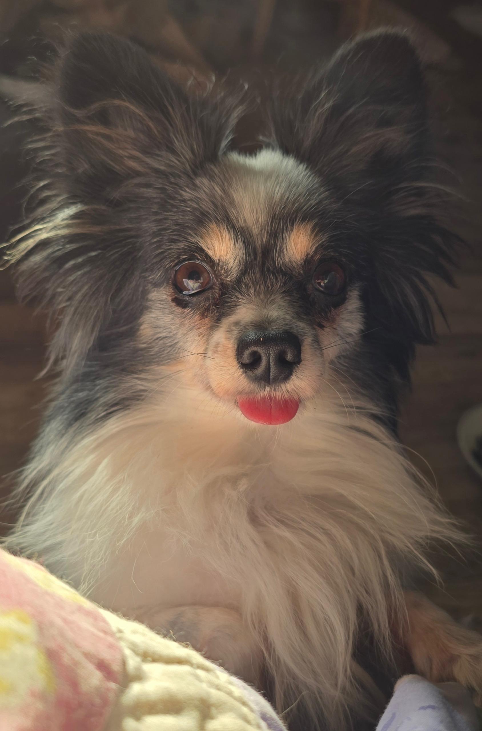 Enlarge Stella, a ADOPTABLE Papillon in Overland Park, KS image 2/2