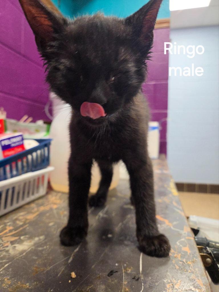 Ringo, Adoptable, Kitten Male Domestic Short Hair.