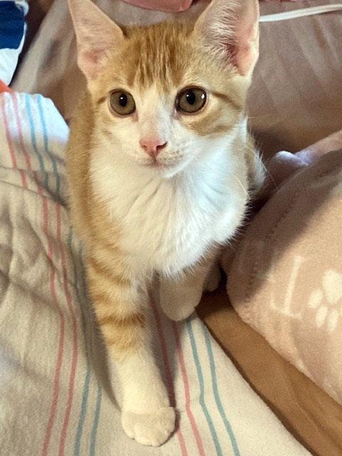 Apollo, Adoptable, Kitten Male Tuxedo & Tabby.